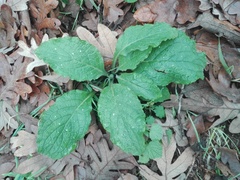 Plantaginaceae