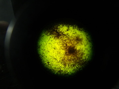 Puccinia carthami