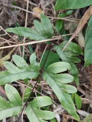 Pteris semipinnata