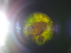 Puccinia carthami