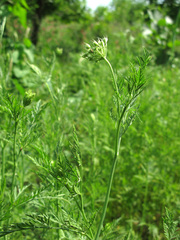 Torilis ucranica