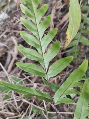 Pteris semipinnata