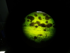 Puccinia carthami
