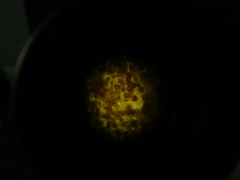 Puccinia carthami