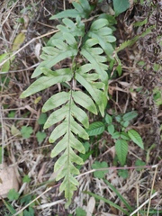 Pteris semipinnata