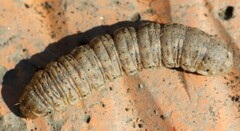 Agrotis segetum