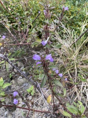 Hygrophila pogonocalyx