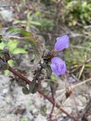 Hygrophila pogonocalyx