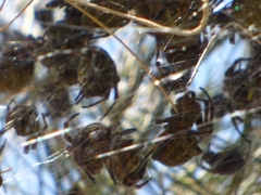 Parawixia bistriata