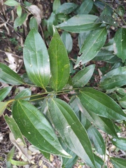 Cinnamomum burmanni