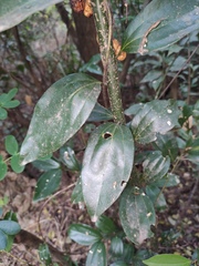 Cinnamomum burmanni