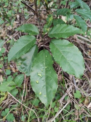 Heptapleurum heptaphyllum
