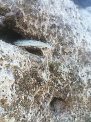 Isognomon alatus