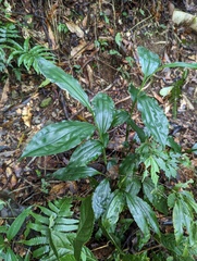 Phaius mishmensis