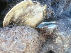 Isognomon alatus