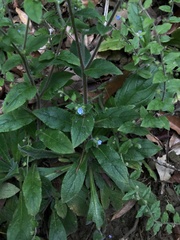 Thyrocarpus sampsonii