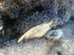 Isognomon alatus