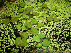 Salvinia