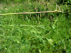 Torilis ucranica