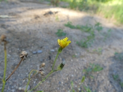 Crepis tectorum