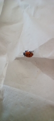 Hippodamia convergens