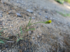 Crepis tectorum