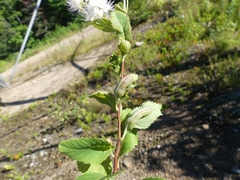 Dasineura salicifoliae