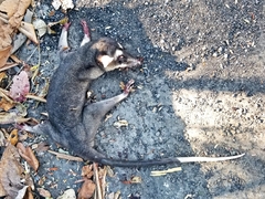 Philander opossum