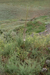 Eremurus tianschanicus