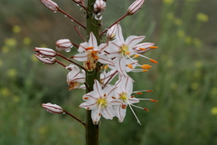 Eremurus tianschanicus