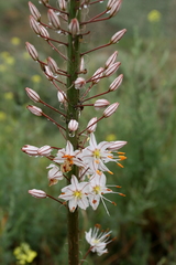 Eremurus tianschanicus