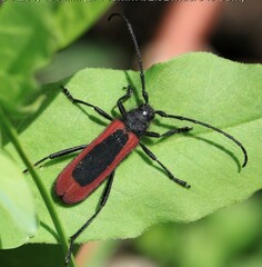 Amarysius altajensis