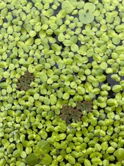 Lemna aequinoctialis