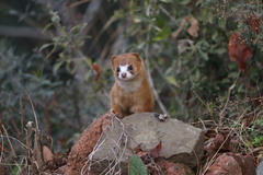 Mustela sibirica