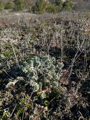 Odontarrhena tortuosa