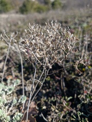 Odontarrhena tortuosa