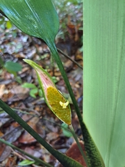 Spathanthus unilateralis