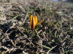 Crocus angustifolius