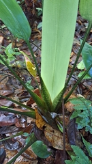 Spathanthus unilateralis