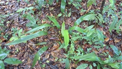 Spathanthus unilateralis