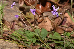Viola confusa