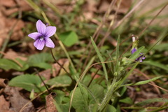 Viola confusa