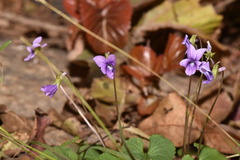 Viola confusa