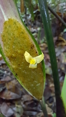 Spathanthus unilateralis