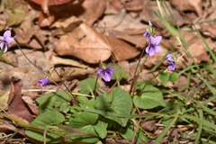 Viola confusa