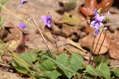 Viola confusa