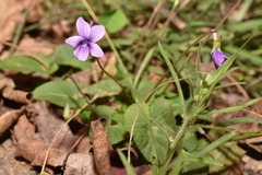 Viola confusa