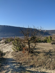 Pistacia atlantica mutica