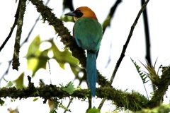 Baryphthengus martii