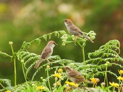Cisticola hunteri